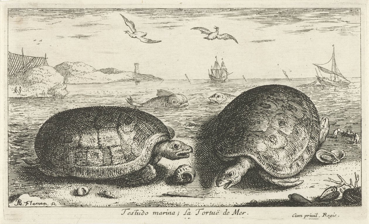 海滩上的两只海龟
Testudo marina; La Tortuë de Mer（物品上的标题）
鱼类和其他海洋动物 - 海水第二系列（系列名称）
Poissons de mer（系列名称） 作者 阿尔伯特·弗拉芒（Albert Flemish）