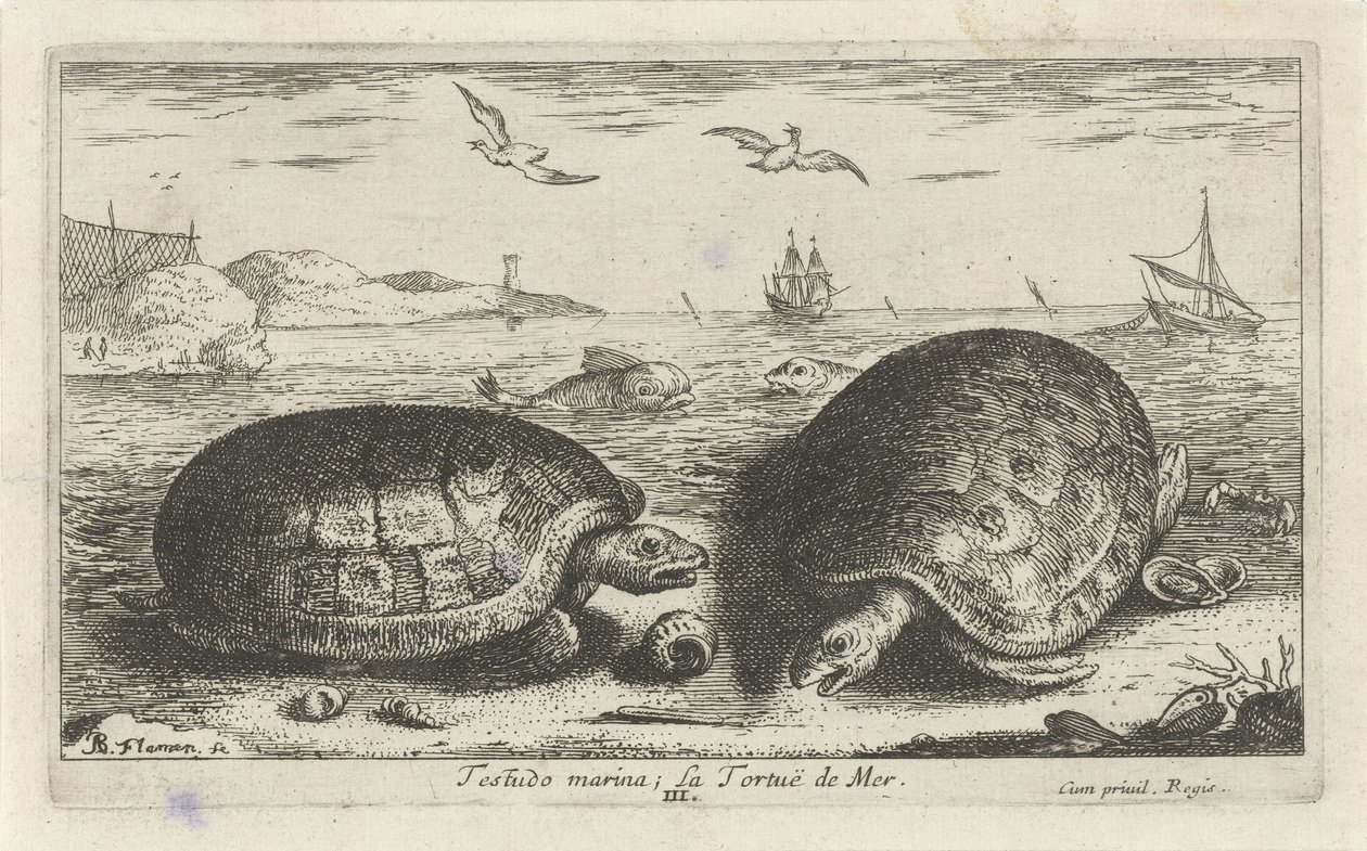 海滩上的两只海龟
Testudo marina; La Tortuë de Mer（物品上的标题）
鱼类和其他海洋动物 - 海水第二系列（系列名称）
Poissons de mer（系列名称） 作者 阿尔伯特·弗拉芒（Albert Flemish）