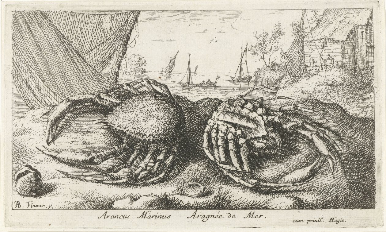 渔网旁的两只蜘蛛蟹
Araneus Marinus Aragnée de Mer（物体上的标题）
鱼类和其他海洋动物 - 海水第二辑（系列名称）
Poissons de mer（系列名称） 作者 阿尔伯特·弗拉芒（Albert Flemish）