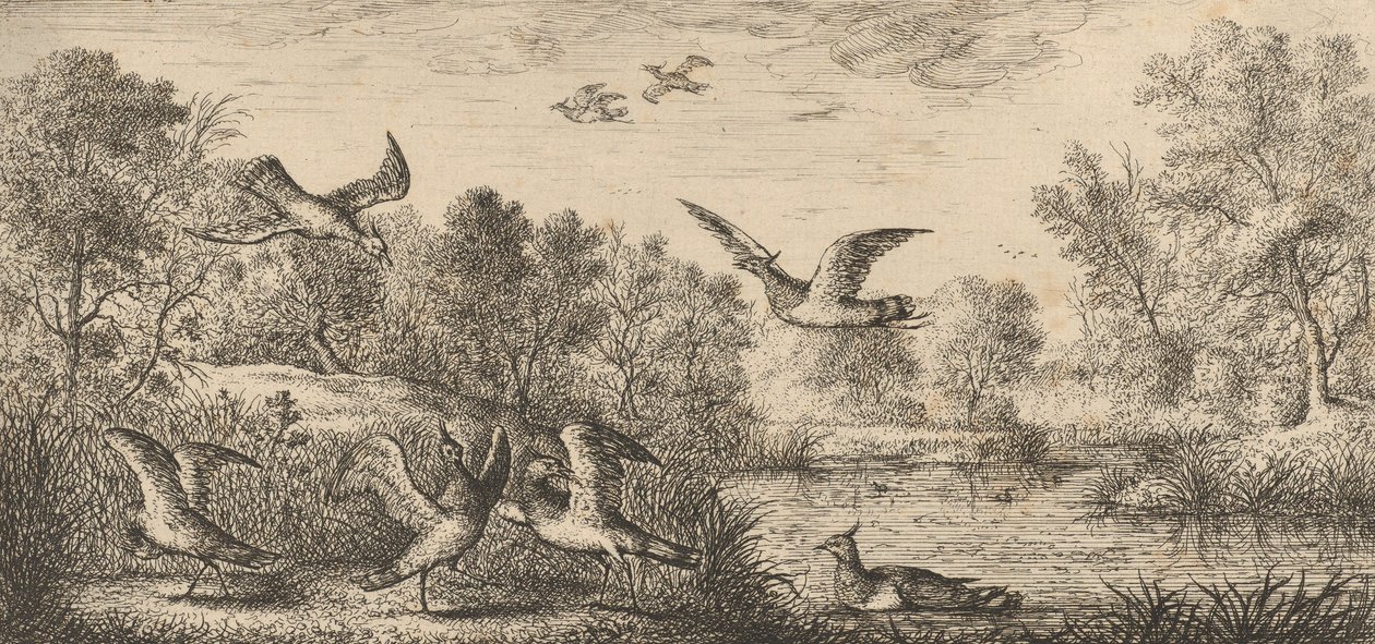 Vanellus, Vanneau The Lapwing：Livre d