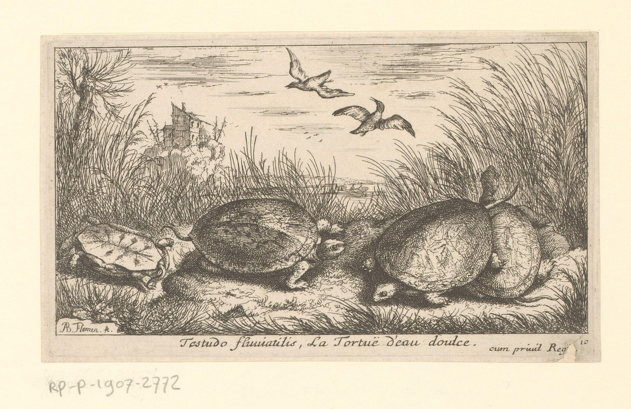 草和芦苇之间的四只淡水龟 Testudo Fluviatilis, La Tortuë d