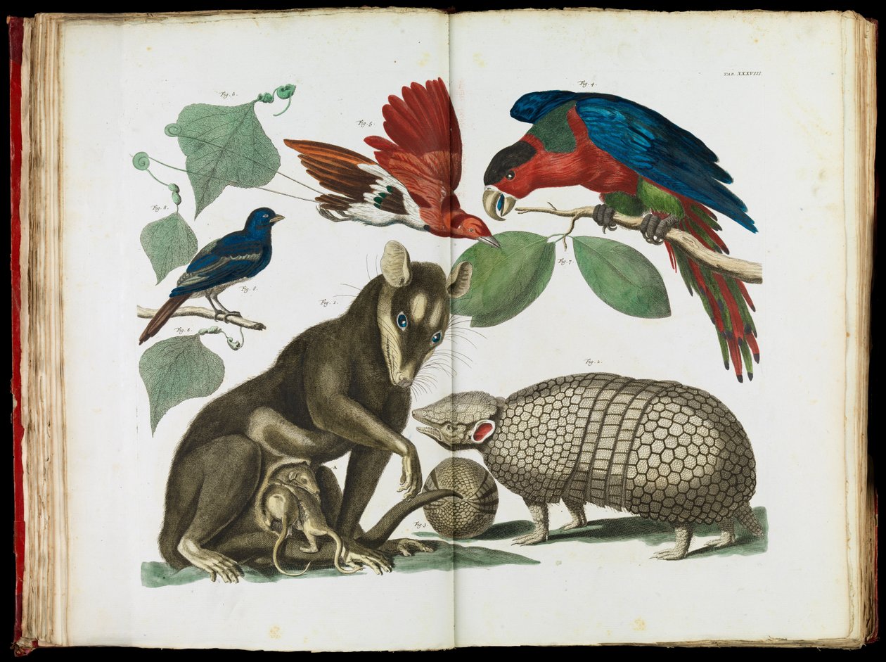 Molucca Opossum，Didelphis molucca和Armadillo，Tolypeutes matacus 作者 阿尔伯特斯·塞巴