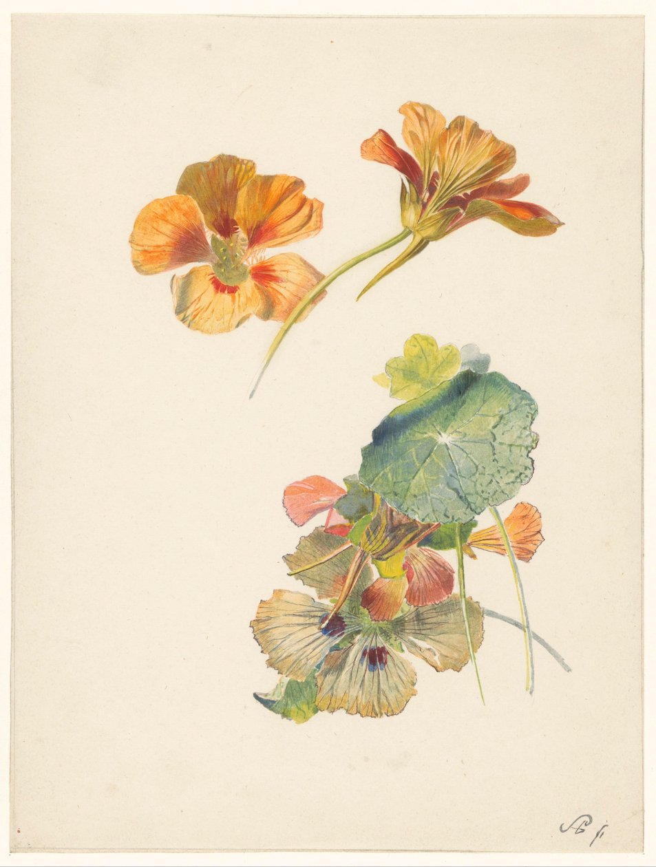 Studieblad met Oost-Indische kers 作者 阿尔伯特·斯坦伯格