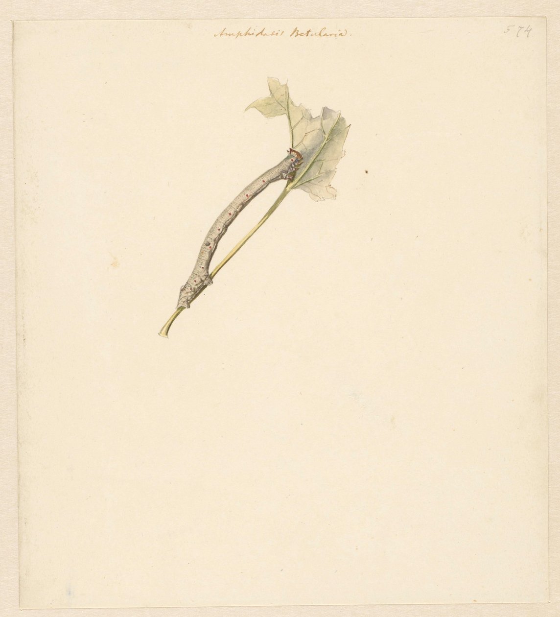 带毛毛虫 "Amphidasis Betularia "的学习单 作者 阿尔伯特·斯坦伯格