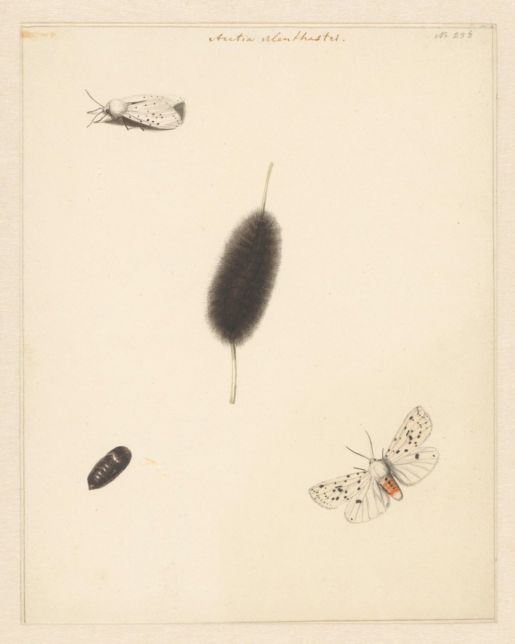 显示 Aretia Menthastri 的毛虫、茧和展翅飞蛾的研究表 作者 阿尔伯特·斯坦伯格