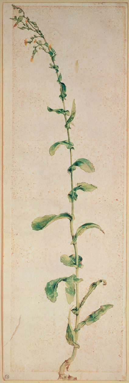 烟草植物 作者 阿尔布雷希特丢勒
