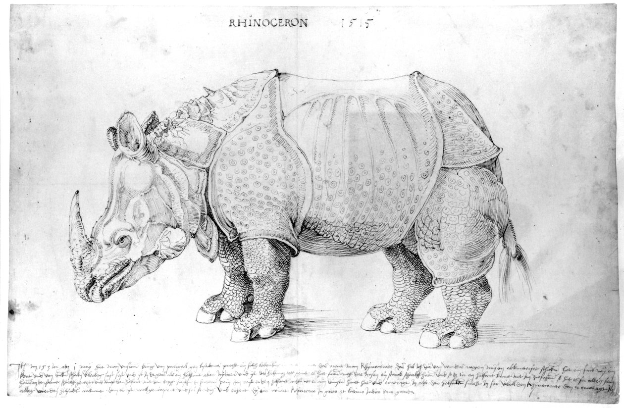 Rhinoceros，1515 作者 阿尔布雷希特丢勒