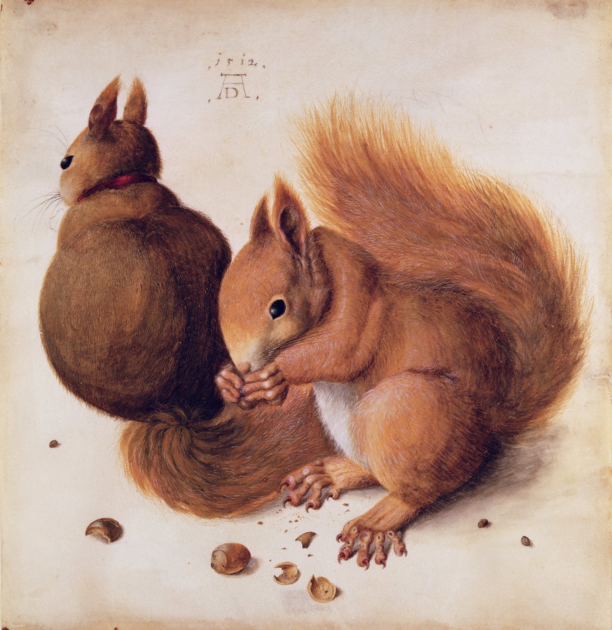 松鼠，1512（羊皮纸上的蛋彩画） 作者 阿尔布雷希特丢勒