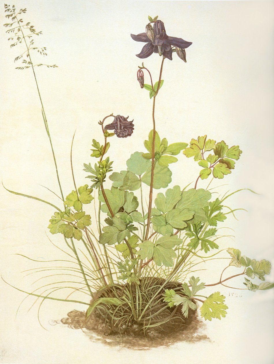 Aquilegia，1526（羊皮纸上的水粉和水粉，白色加高） 作者 阿尔布雷希特丢勒