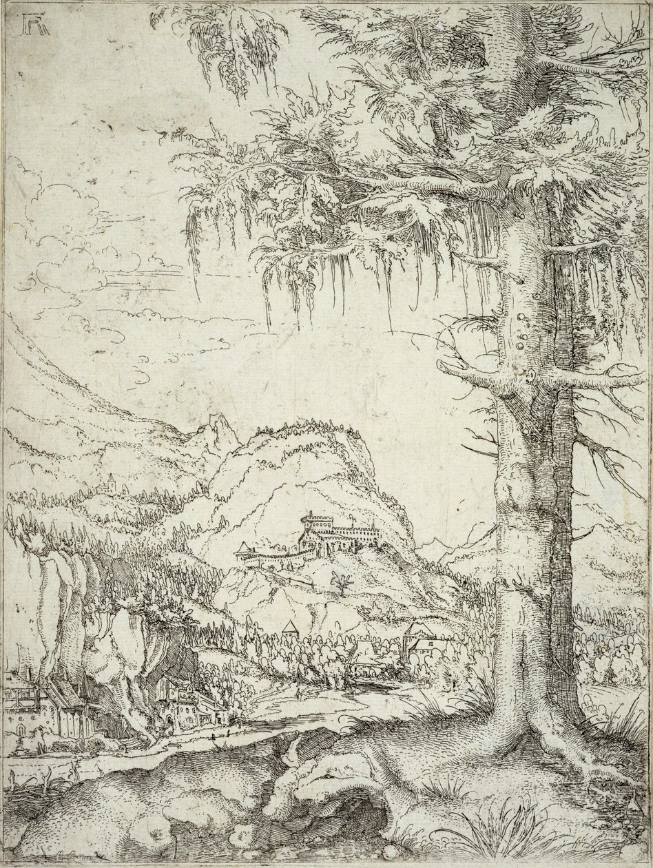 大云杉，1520 作者 阿尔布雷希特·阿尔特多夫（Albrecht Altdorfer）