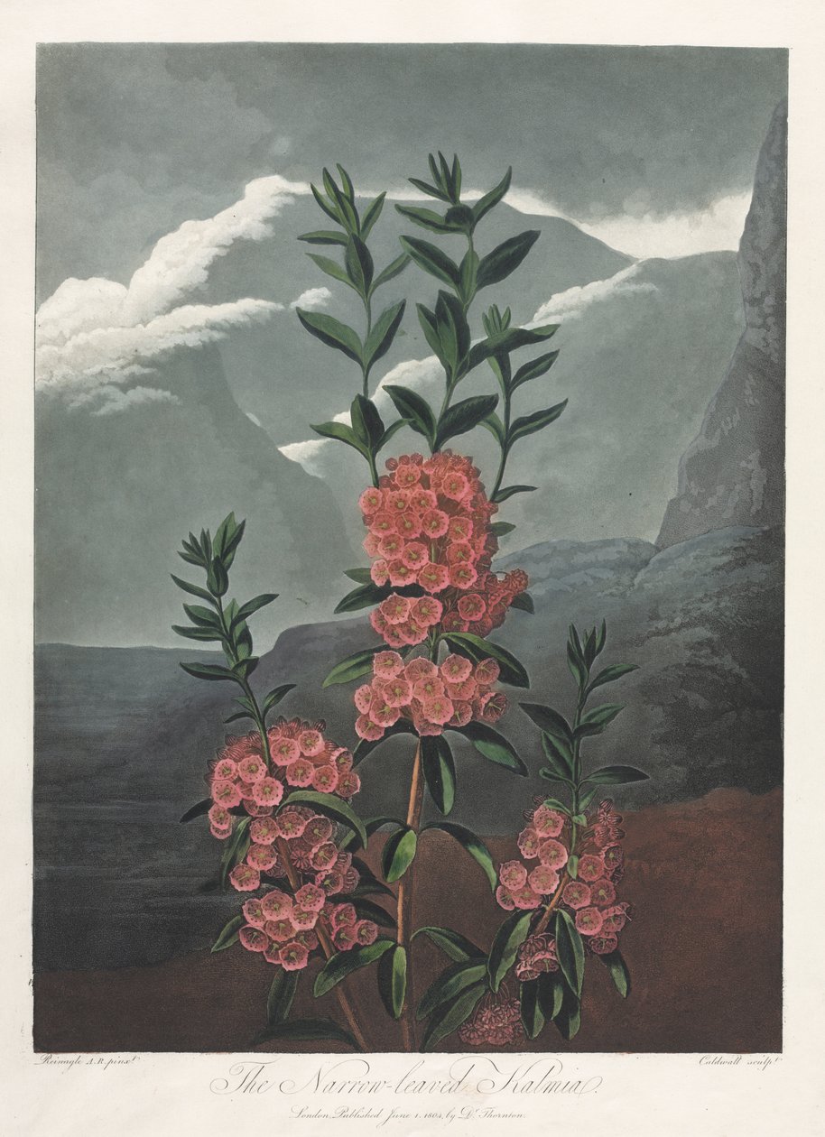 花之殿，或自然花园：  狭叶海棠 作者 阿尔布雷希特·阿尔特多夫（Albrecht Altdorfer）