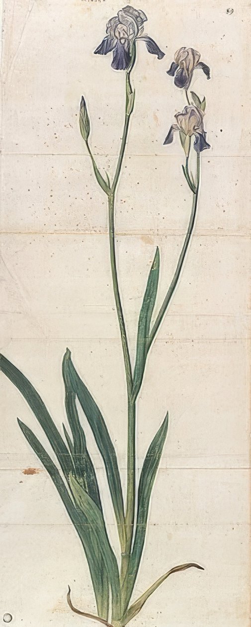 蓝色开花的虹膜-虹膜Germanica（虹膜Trojana？）。约于1503年 作者 阿尔布雷希特丢勒