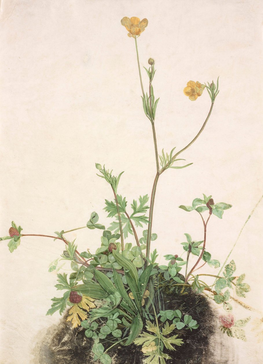 毛茛、红三叶草和车前草，1526年。 作者 阿尔布雷希特丢勒