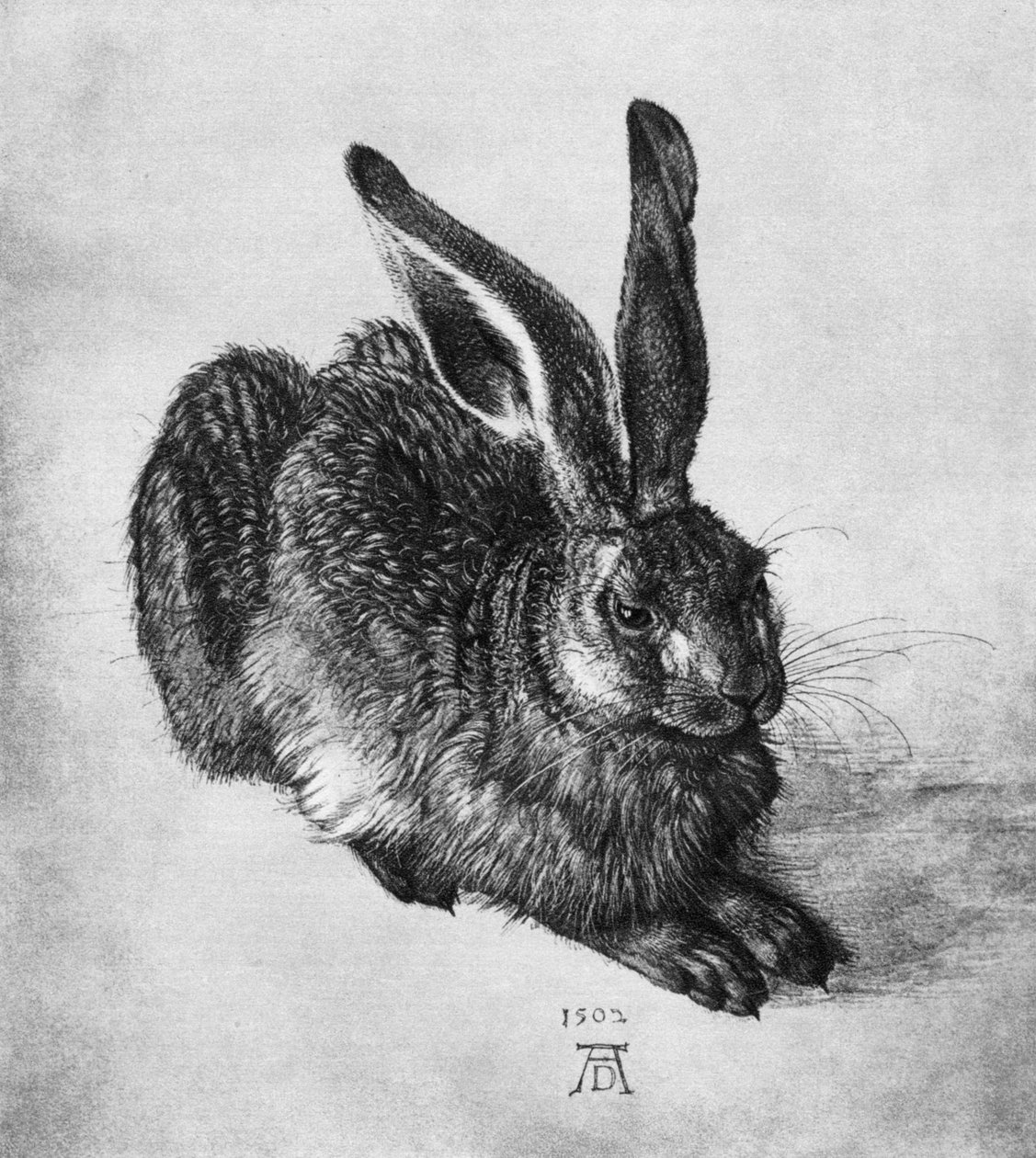 野兔（1502），1936年 作者 阿尔布雷希特丢勒
