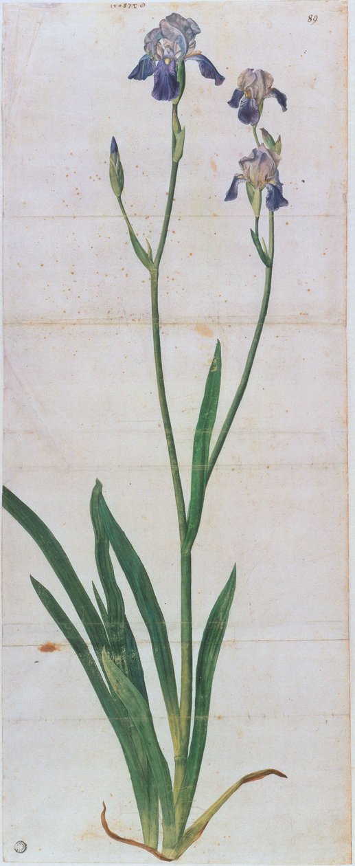 Iris germanica，约1503年。 作者 阿尔布雷希特丢勒