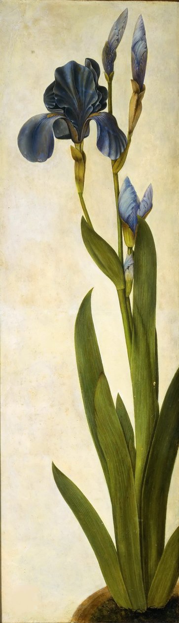 特洛伊鸢尾花，约1505-1508年。 作者 阿尔布雷希特丢勒