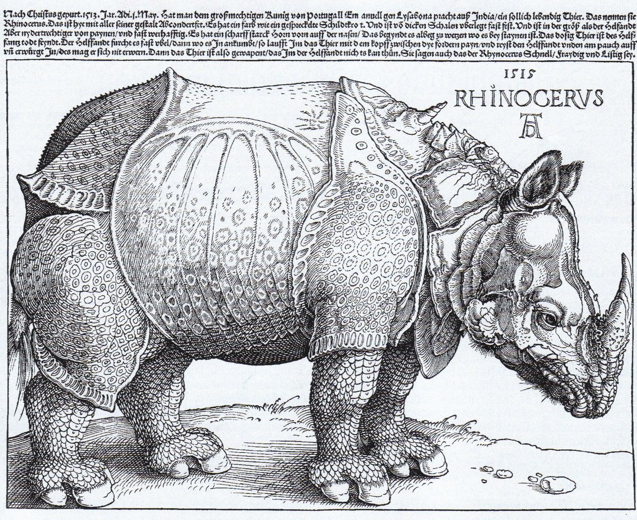 拉丁语  Rhinocerus 犀牛 作者 阿尔布雷希特丢勒