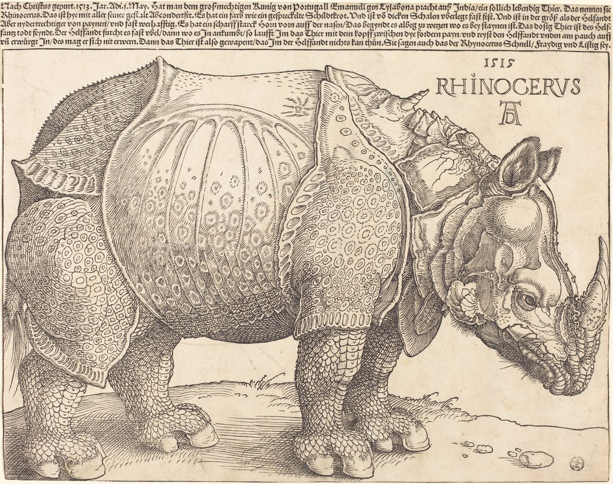 拉丁语  Rhinocerus 犀牛 作者 阿尔布雷希特丢勒