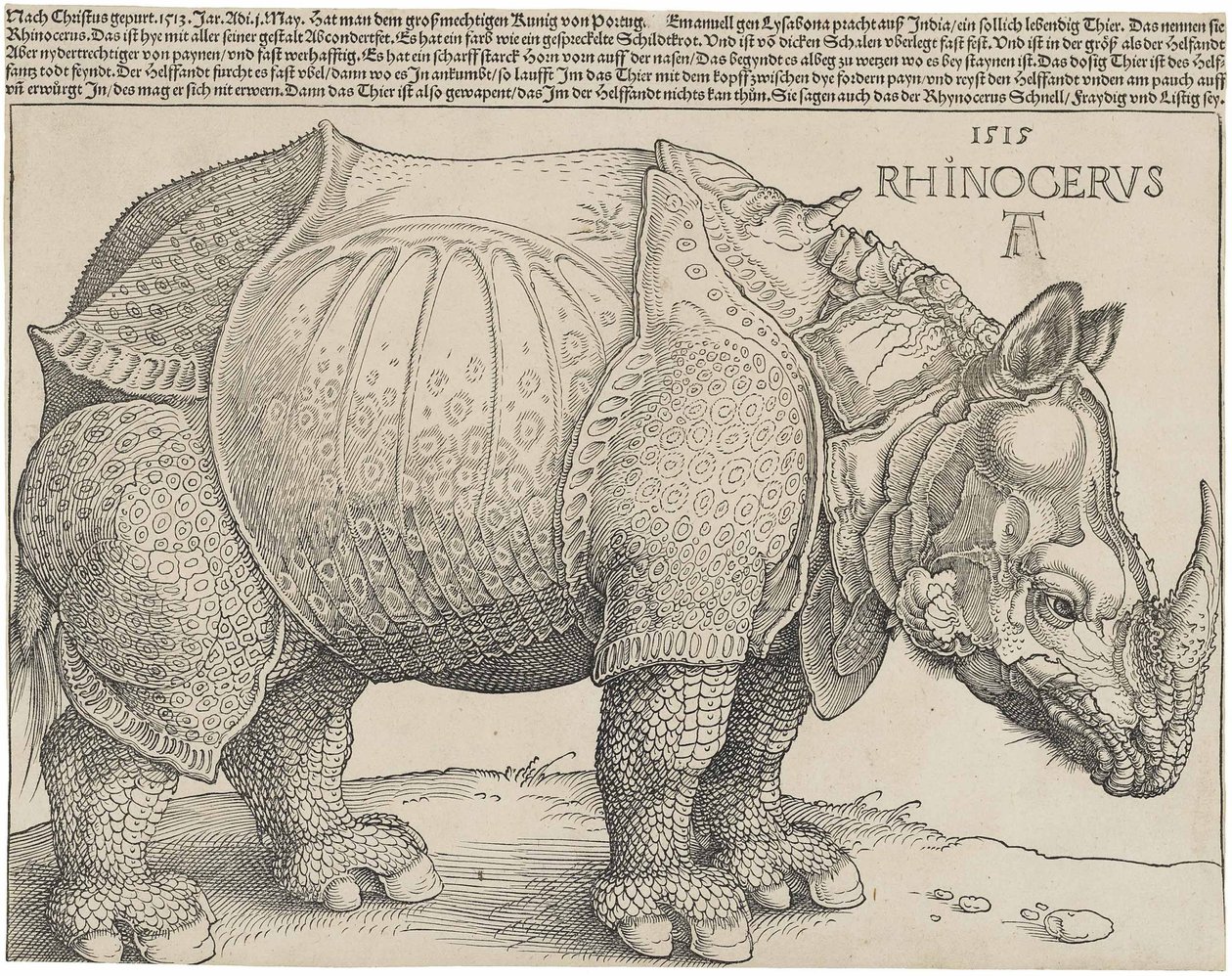 拉丁语  Rhinocerus 犀牛 作者 阿尔布雷希特丢勒