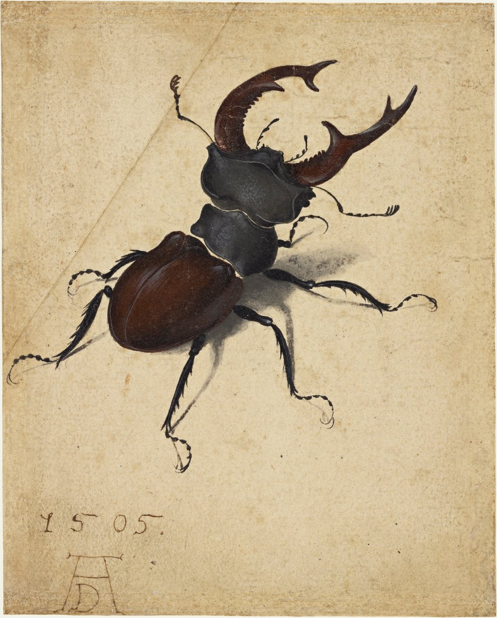 雄鹿甲虫，1505年。 作者 阿尔布雷希特丢勒