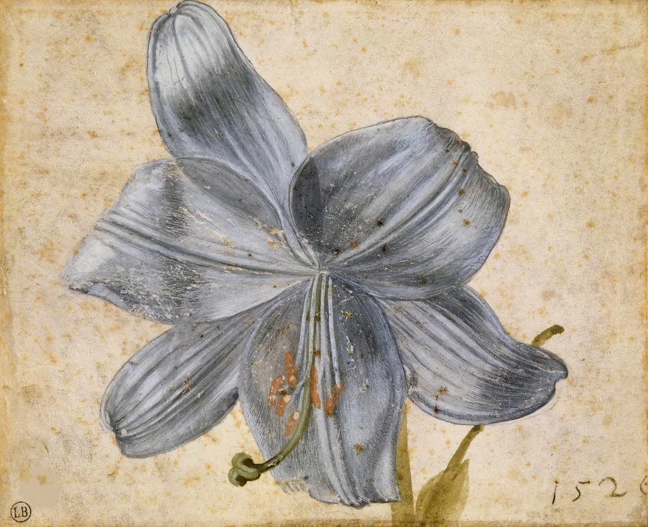 百合花的研究，1526年。 作者 阿尔布雷希特丢勒