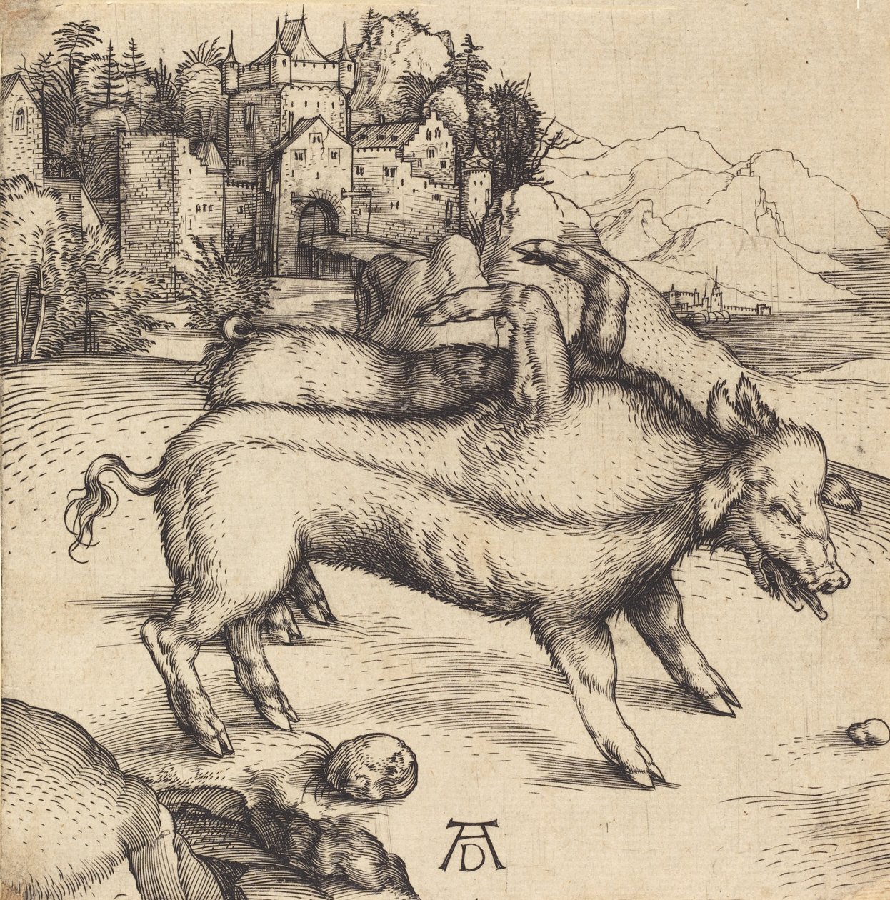 兰瑟的畸形猪，可能是1496年。 作者 阿尔布雷希特丢勒