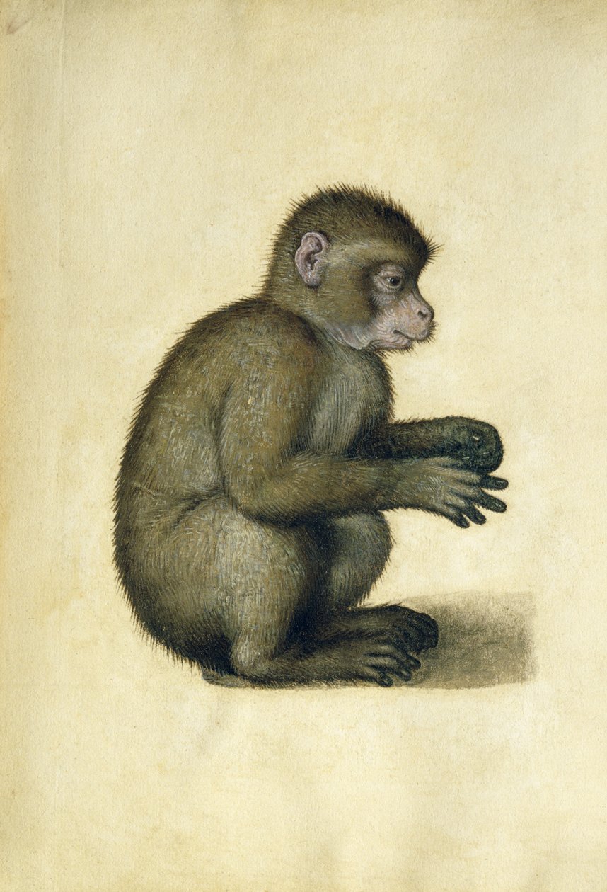 猴子（纸上水彩和水粉画 作者 阿尔布雷希特丢勒