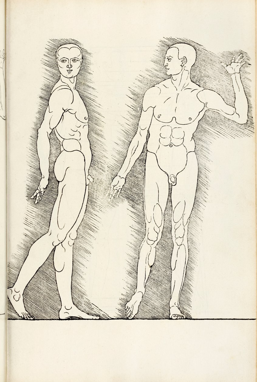来自Hierinn的解剖木刻是人类比例的四本书，1528年 作者 阿尔布雷希特丢勒