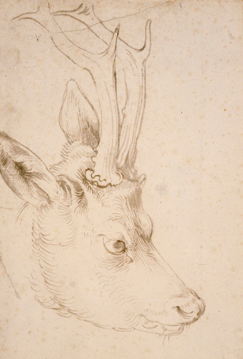 Tete de chevreuil male - Dessin de Albrecht Durer (1471-1528), vers 1503 - Head of a Roebuck - 纸上钢笔、毛笔、灰色和棕色墨水，作者 Albrecht Durer (1471-1528)，约1503年 - 22,8x15,3 厘米 - 密苏里州堪萨斯城尼尔森-阿特金斯艺术博物馆 作者 阿尔布雷希特丢勒