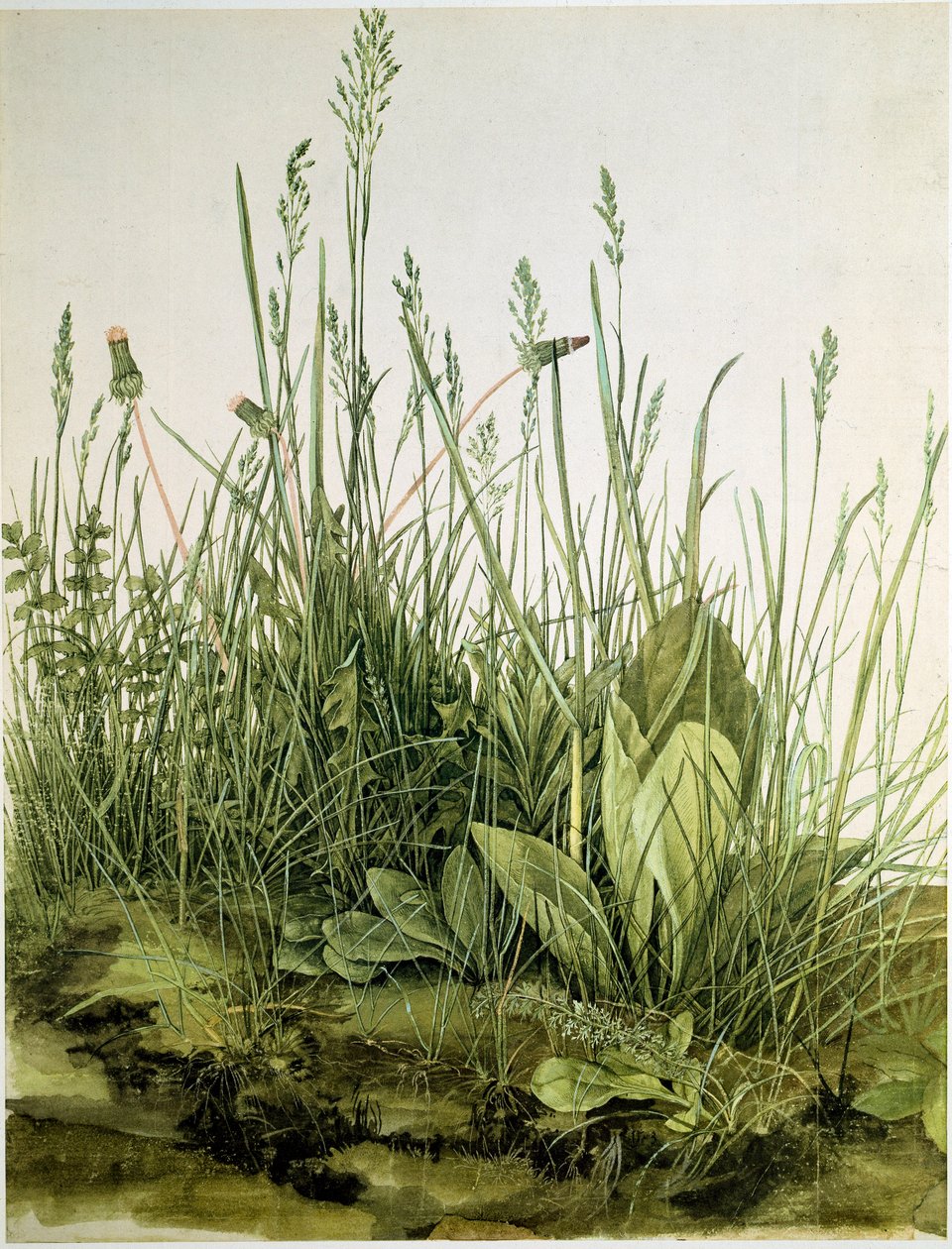 Albrecht Durer (1471-1528) 1503 Dim 的野草泥土水彩画。 41x31,5 cm 图形 Sammlung Albertina 作者 阿尔布雷希特丢勒