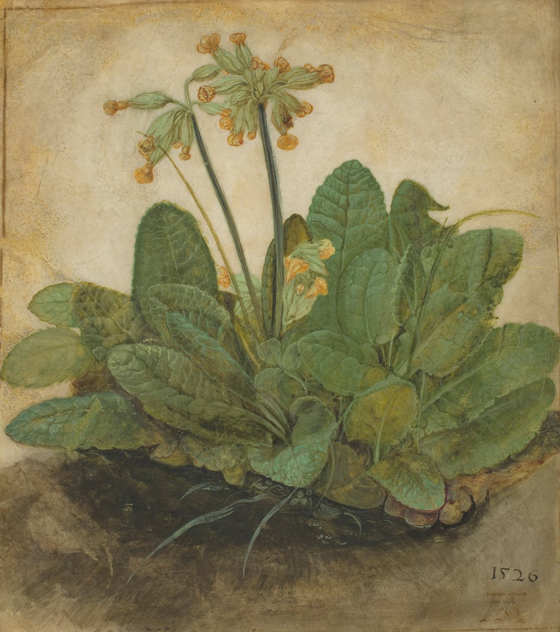 一束Cowslips，1526 作者 阿尔布雷希特丢勒