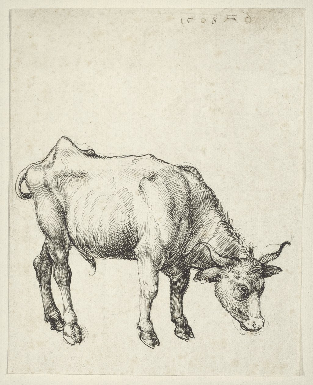 小公牛，c.1493 作者 阿尔布雷希特丢勒