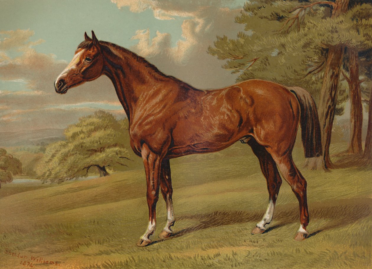 Stilton A Hunter"，约1879年。 作者 阿尔弗雷德·谢尔顿·威廉姆斯