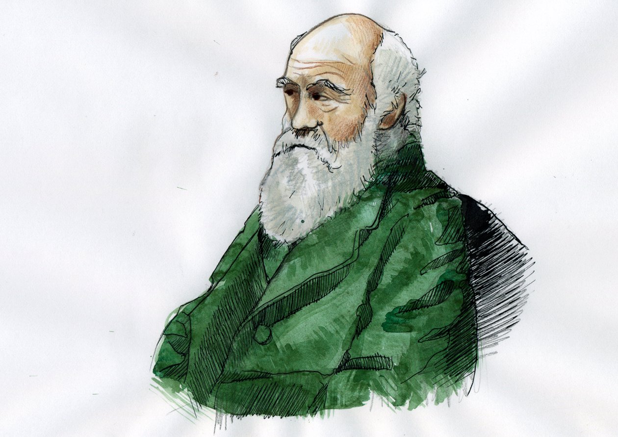 查尔斯-达尔文肖像 - 英国博物学家查尔斯-达尔文（1809-1882 年）肖像插图 作者 亚历山德罗·洛纳蒂