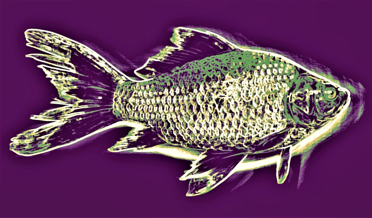 Fish,2019,(photography) 作者 亚历克斯·卡明克