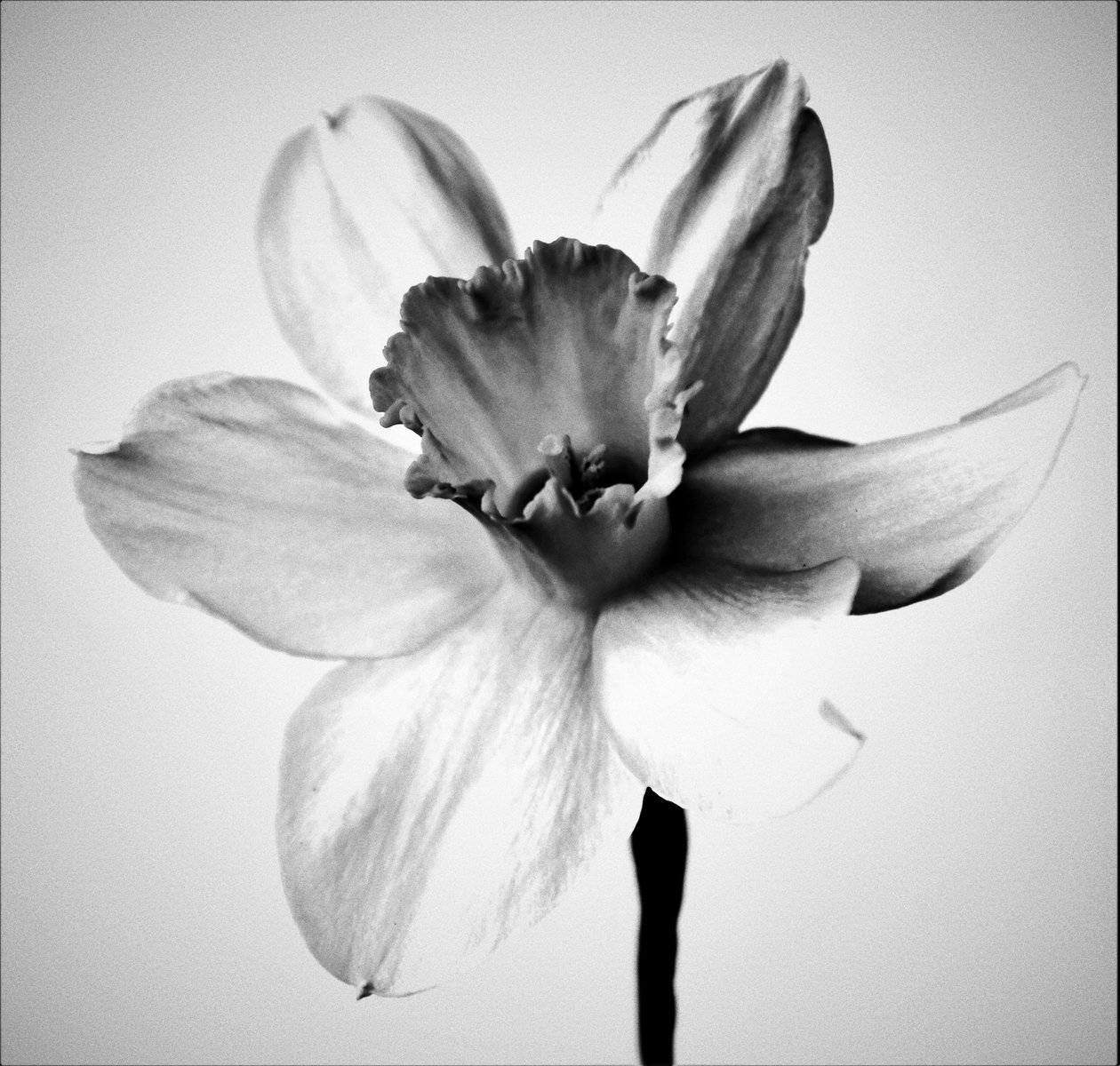 Herb, 2019 (photography) 作者 亚历克斯·卡明克