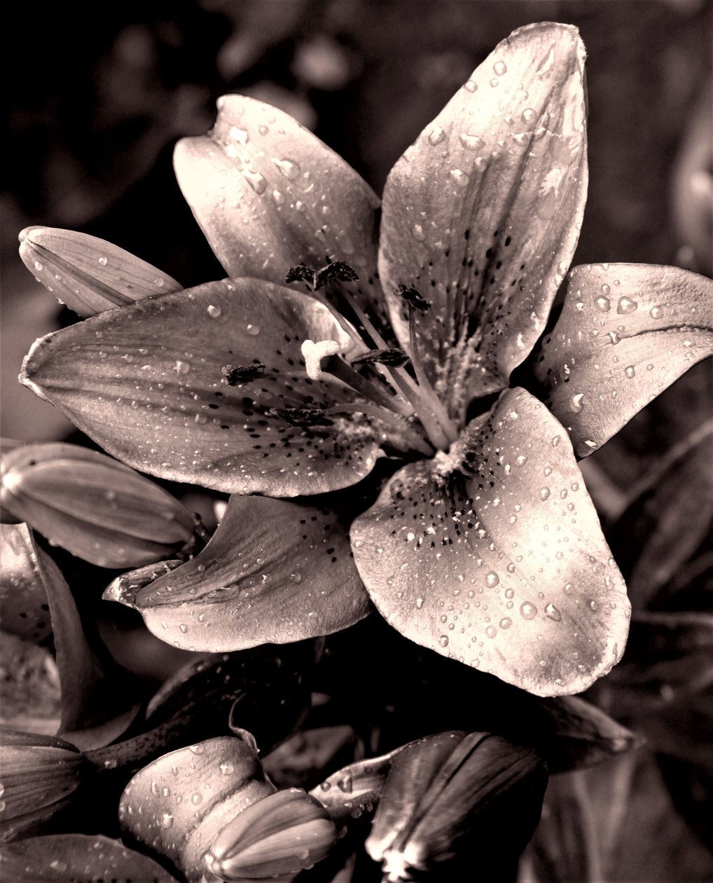 Silver,2019,(photography) 作者 亚历克斯·卡明克