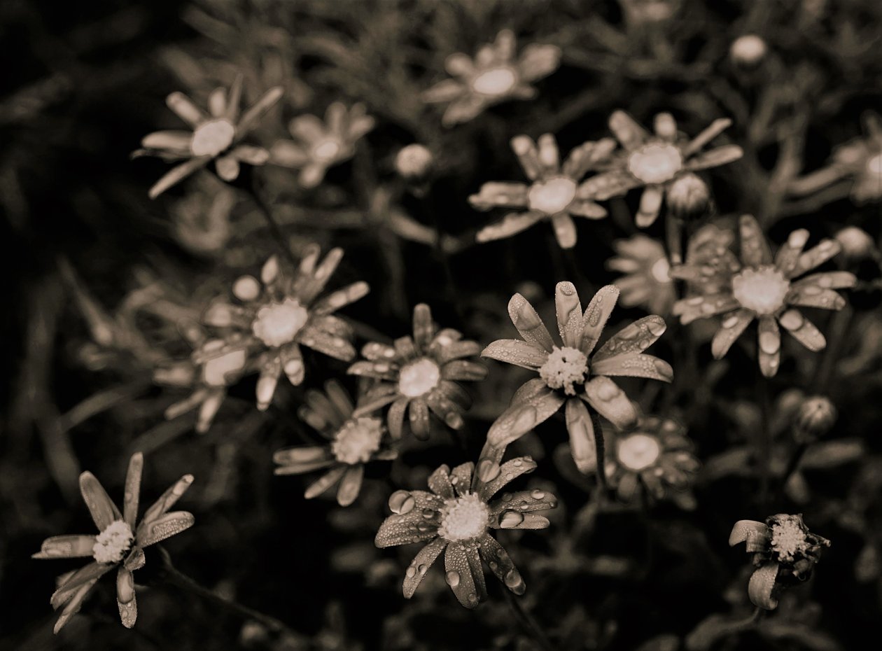 Untitled,2019,(photography) 作者 亚历克斯·卡明克