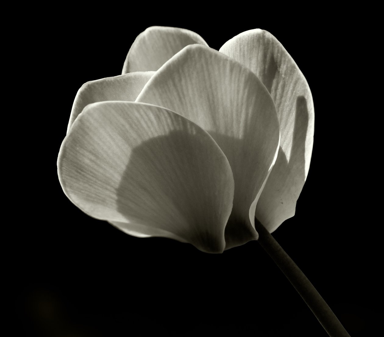 Untitled,2019,(photography) 作者 亚历克斯·卡明克