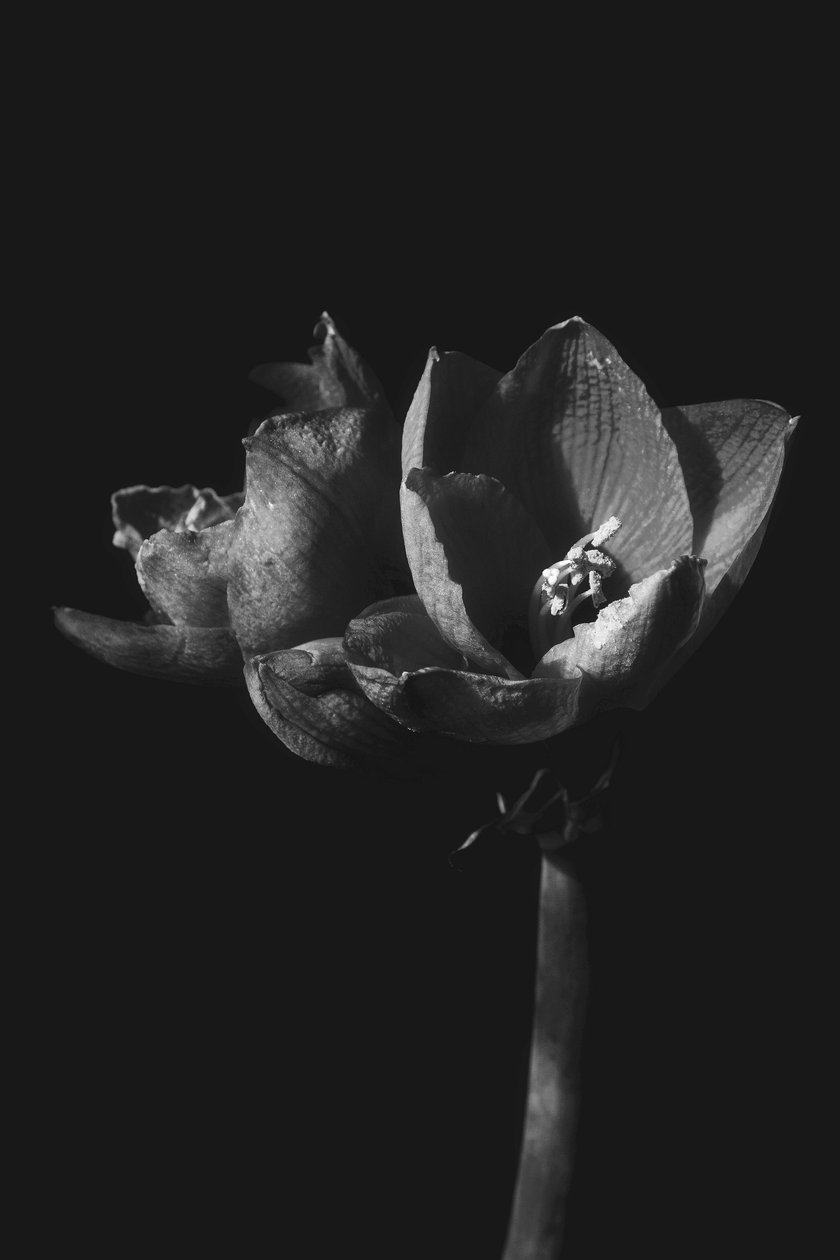 Untitled,2019,(photography) 作者 亚历克斯·卡明克