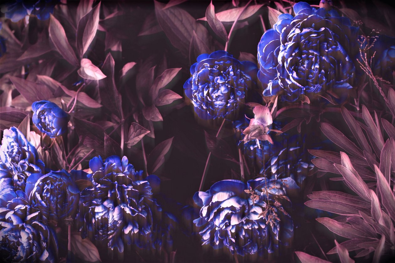 blue notes;2019,(photography) 作者 亚历克斯·卡明克