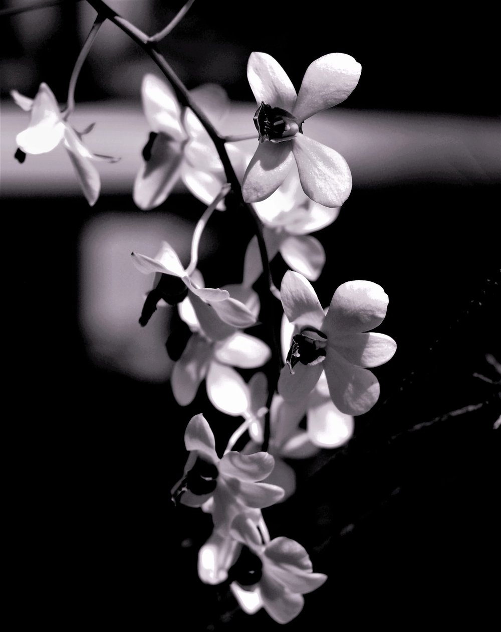 bunch,2019,(photography) 作者 亚历克斯·卡明克
