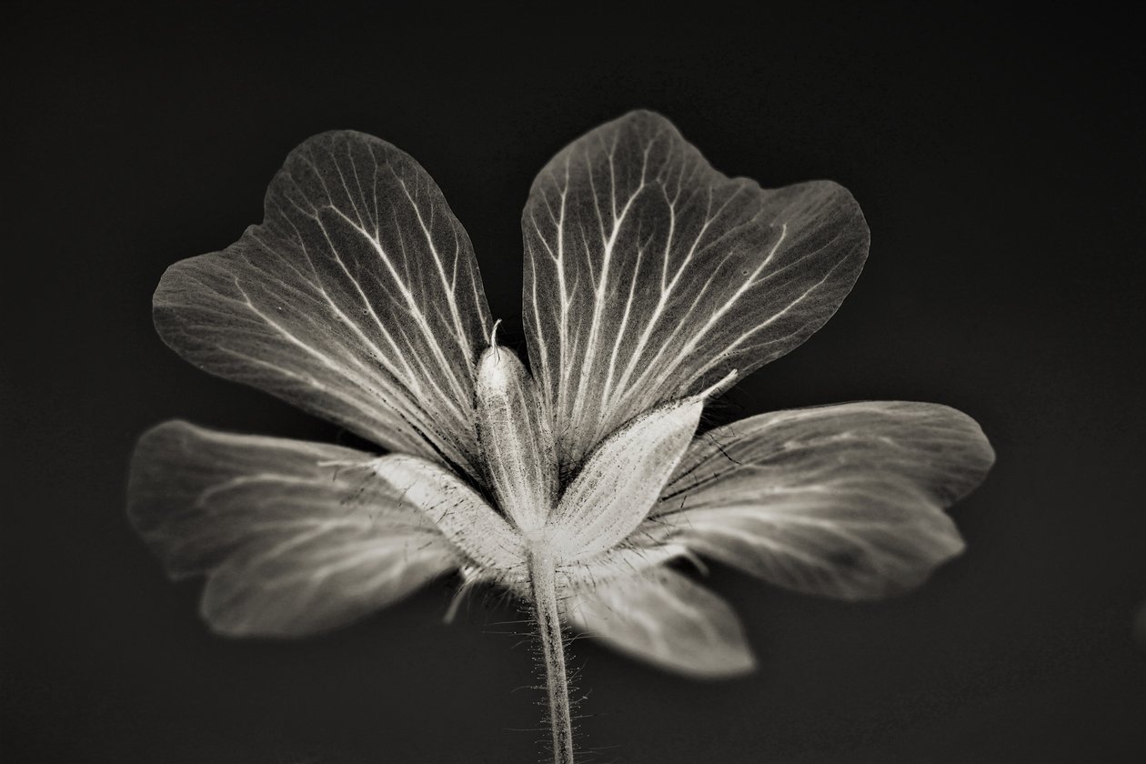 clarity,2019,(photography) 作者 亚历克斯·卡明克