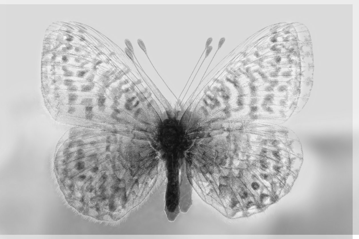 clarity butterfly,2019,(mixed media) 作者 亚历克斯·卡明克