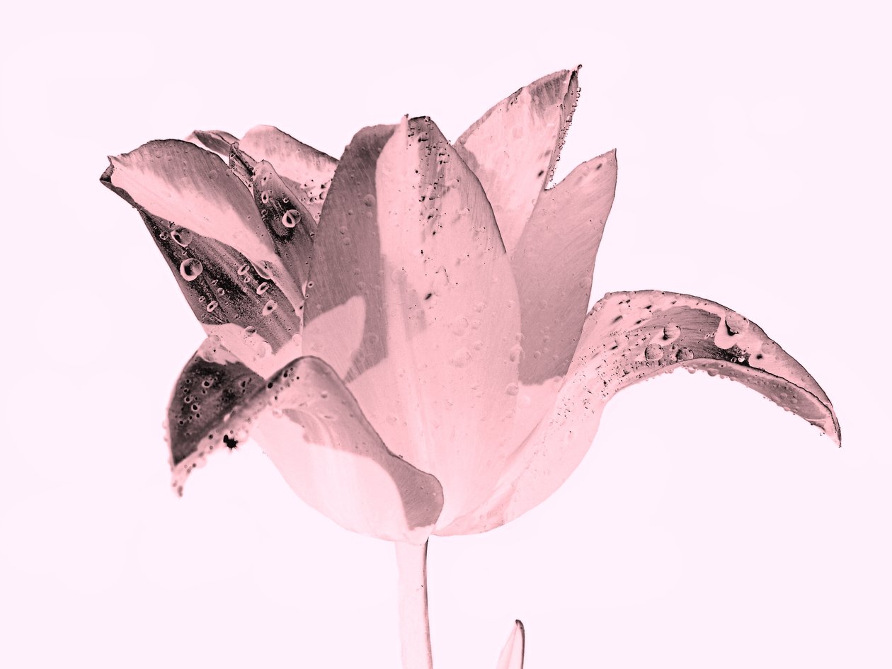 crystal pink flower,2019,(photography) 作者 亚历克斯·卡明克