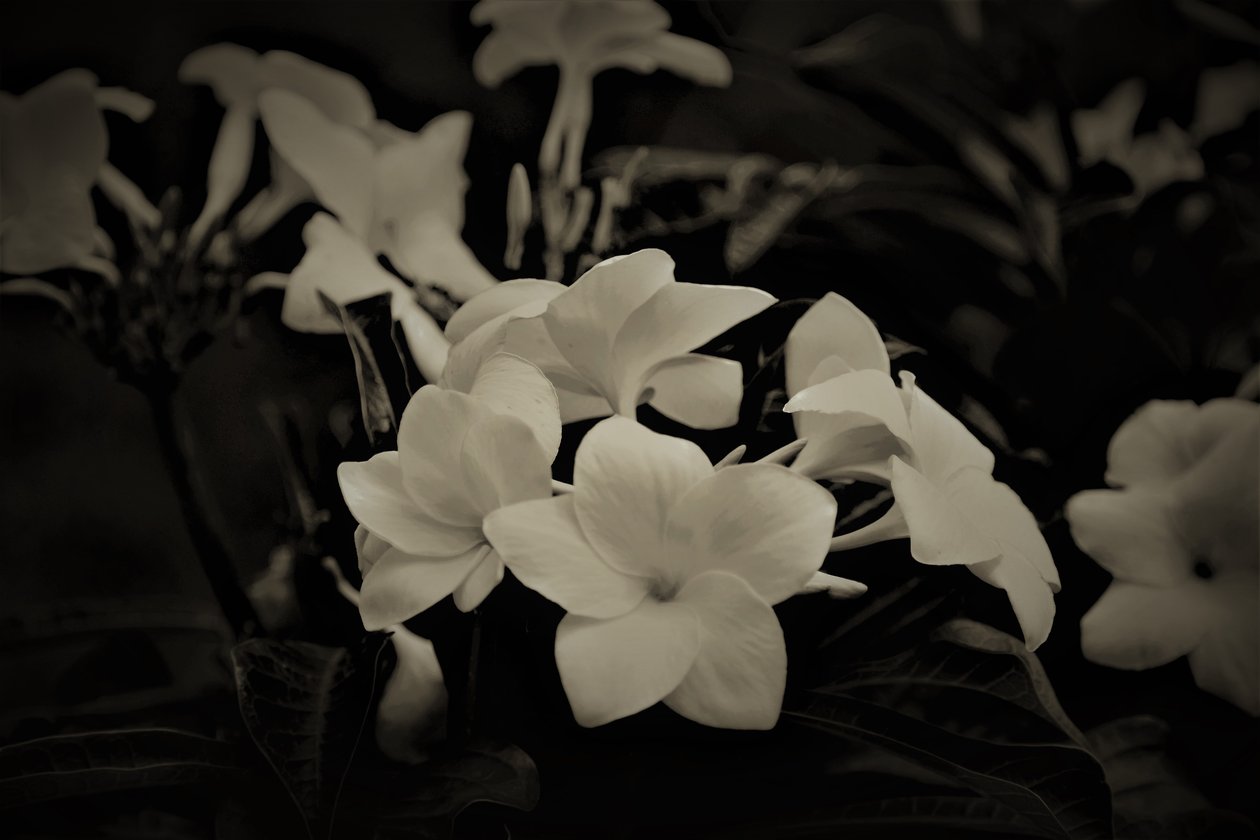 decorations,2019,(photography) 作者 亚历克斯·卡明克