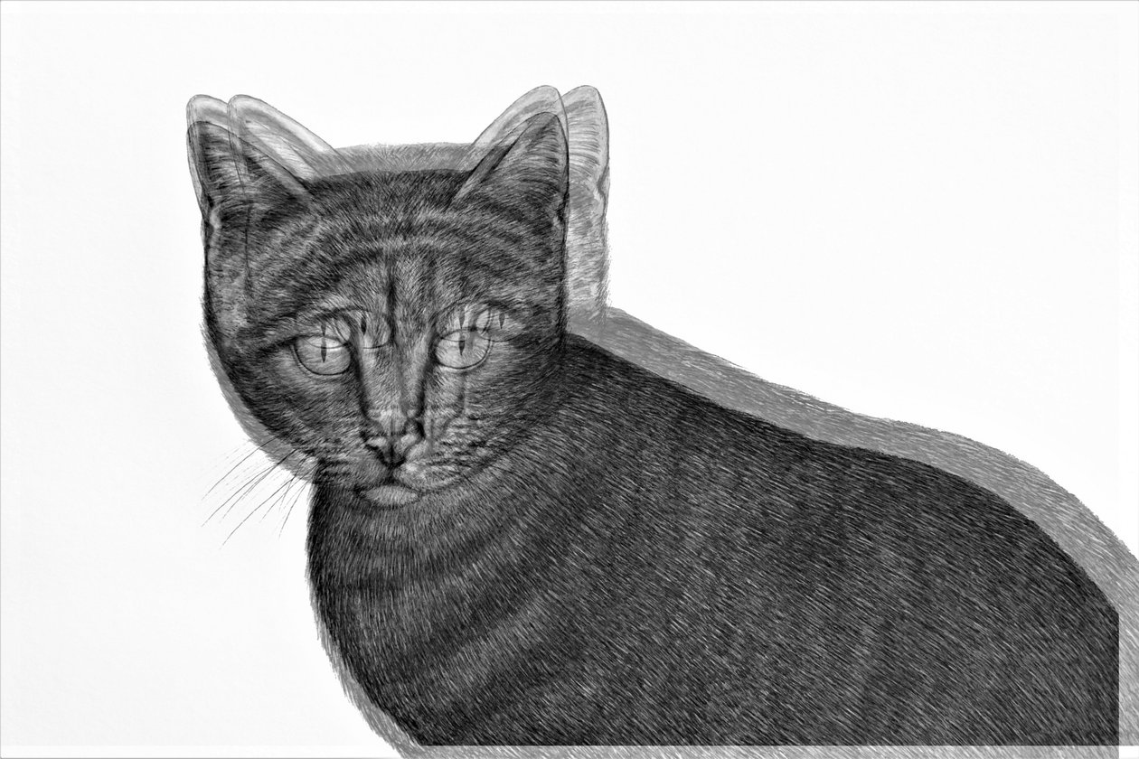 electric cat,2019,(mixed media) 作者 亚历克斯·卡明克