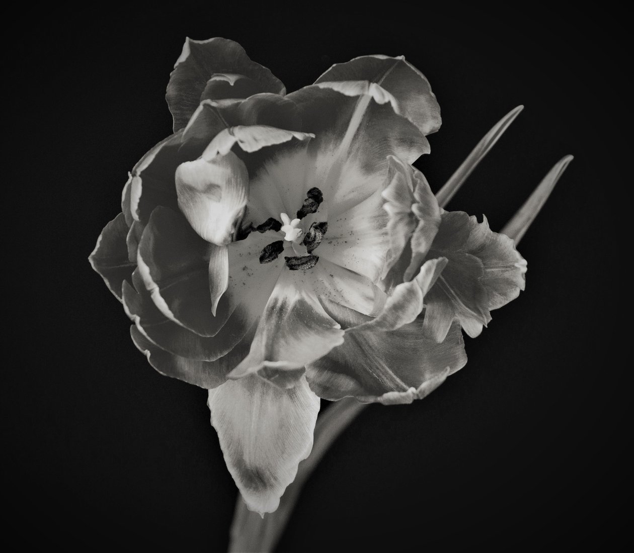 花的几何,2019,(摄影) 作者 亚历克斯·卡明克