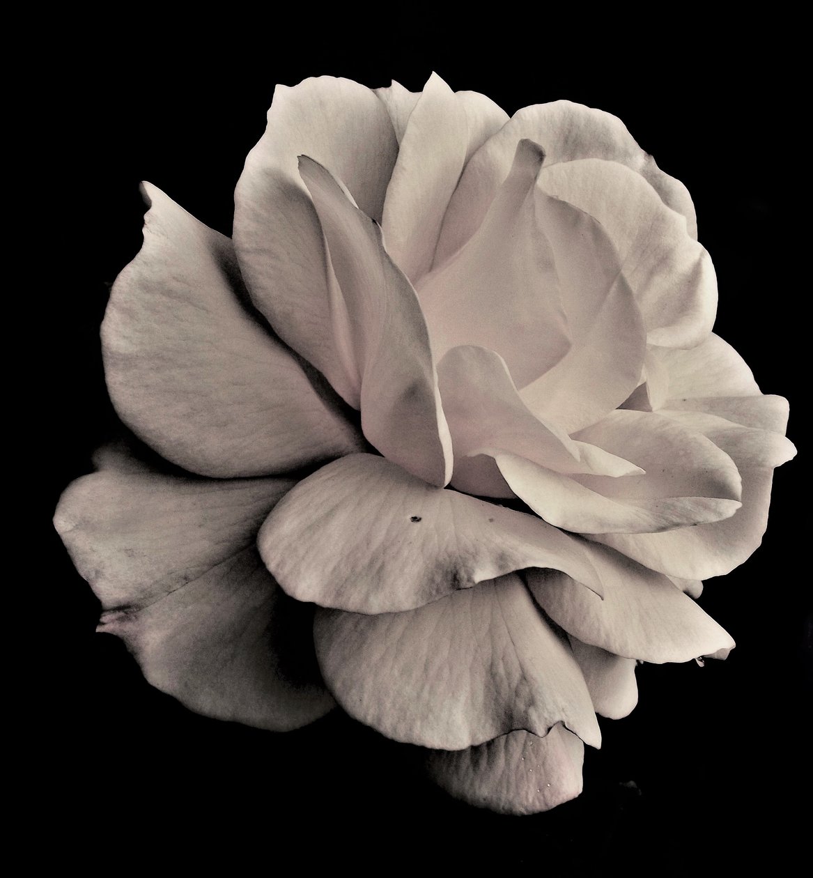 living geometry,2019,(photography) 作者 亚历克斯·卡明克