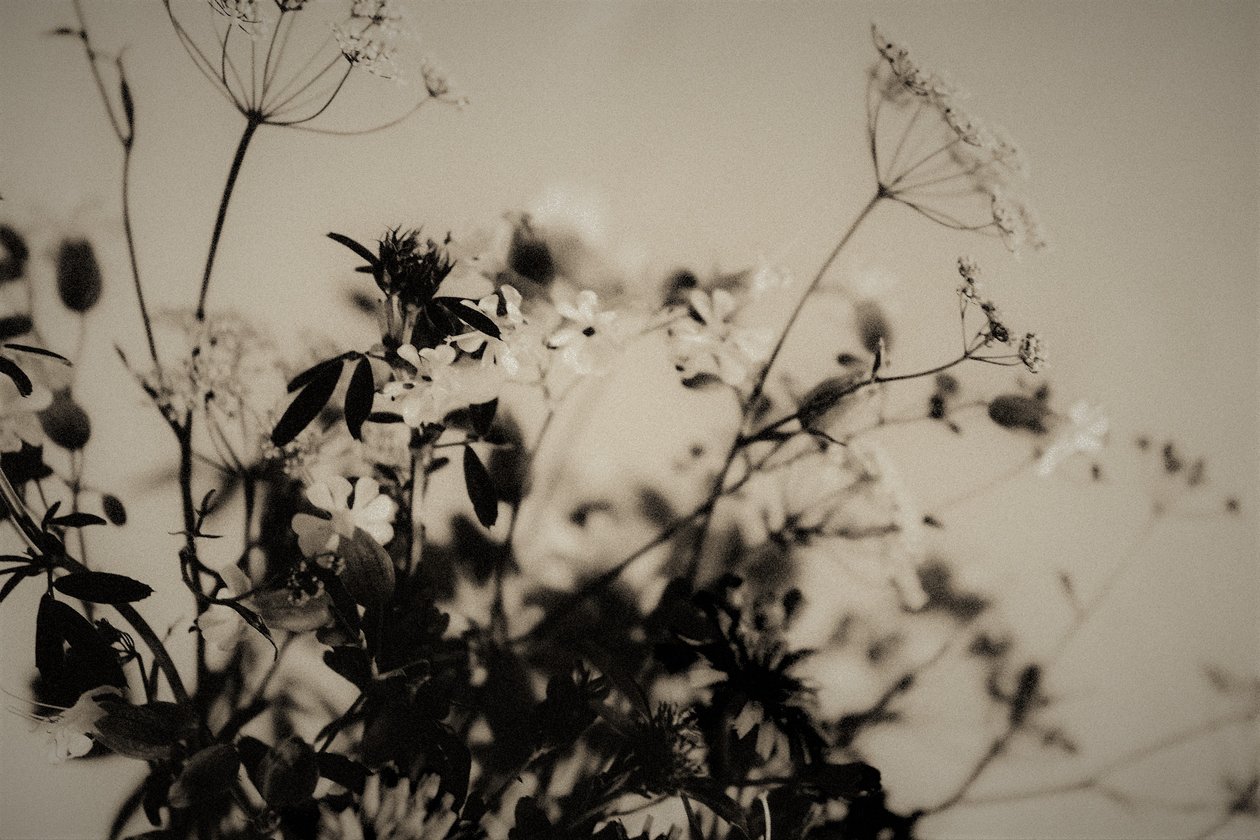 natural decorations,2019,(photography) 作者 亚历克斯·卡明克